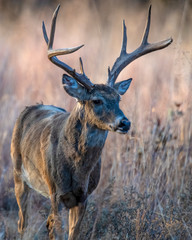White tailed Deer