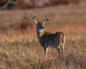 White tailed Deer