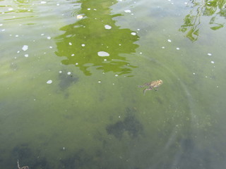 Close up view of one big tiny frog or katak kodok sawah inside green blue underwater water lake . Stay still, swimming, floating, lurking, jump, hide and breathing with reflection sky in rippling