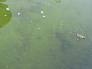 Close up view of one big tiny frog or katak kodok sawah inside green blue underwater water lake . Stay still, swimming, floating, lurking, jump, hide and breathing with reflection sky in rippling