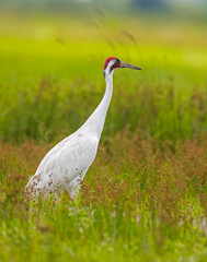 Whooping Crane
