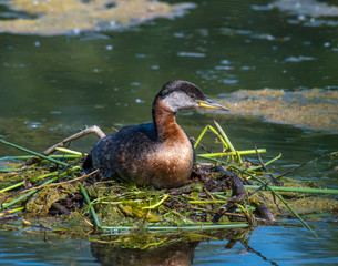 Red-necked Grebe building a nest