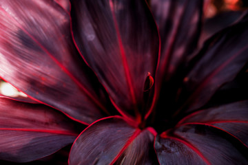 The concept of betel leaves with purple leaves, abstract, tropical leaves, natural background