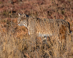 Bobcat