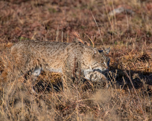 Bobcat