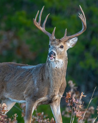 White tailed Deer