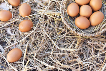 Group eggs  in farm at Thailand