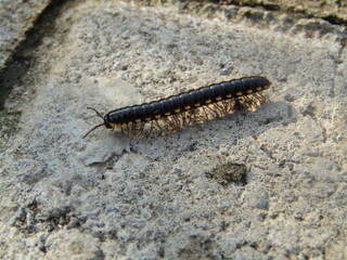 Close up view of ulat bulu gagak kaki seribu or luwing or caterpillar or Centipede movement with...