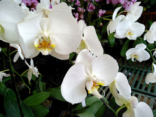 Orchidaceae tree or orchid flower in the garden. Beautiful orchid flower background.