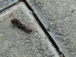 Close up view of ulat bulu gagak kaki seribu or luwing or caterpillar or Centipede movement with orange black color and has thousand legs. Tropical pest bug insect that eat leaves. On the ground pave 