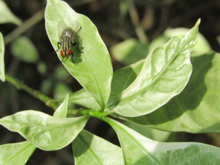 Close up macro view of tropical continental flies or lalat perched on the green dewy leaves foliage in blurry background in the morning. Selective focus. Black Fly insect Diptera Oestroidea blow flesh