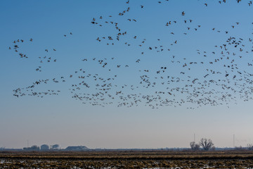 massive flock of snow geese flying and landing in rice fields  © MikeFusaro