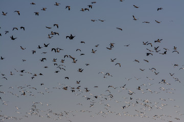 massive flock of snow geese flying and landing in rice fields 