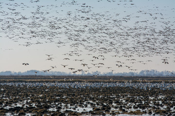 massive flock of snow geese flying and landing in rice fields&nbsp;