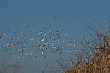 massive flock of snow geese flying and landing in rice fields 