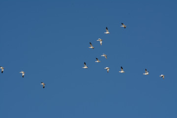 massive flock of snow geese flying and landing in rice fields 