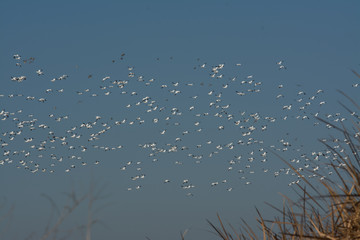 massive flock of snow geese flying and landing in rice fields 