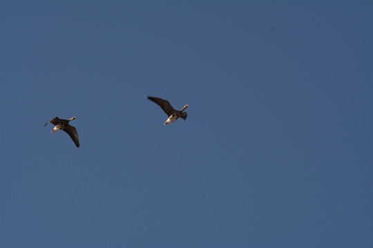 specklebelly geese flying with blue sky
