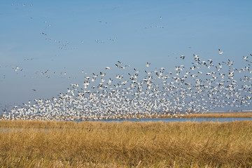 Massive Flock Snow Geese Flying