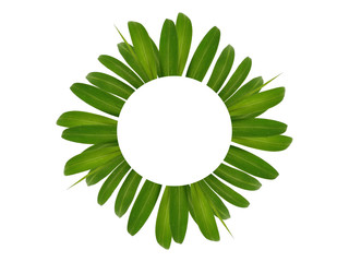 Beautiful green leaves. Green leaf isolated on white background. Leaf arrangement for decoration or frame.