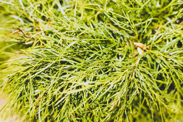 close-up of acacia cognata plant outdoor in sunny backyard under harsh sunlight