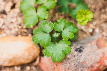 close-up of aquilegia plant outdoor in sunny backyard