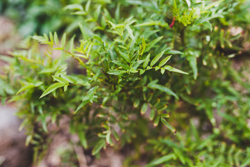 close-up of tacoma plant outdoor in sunny backyard