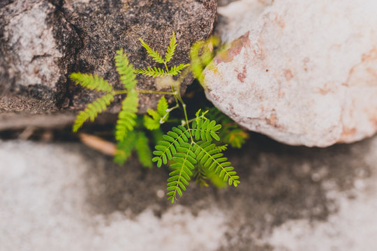 Close-up Of Wattle Plant Seedling Growing Among Rocks Outdoor In Sunny Backyard