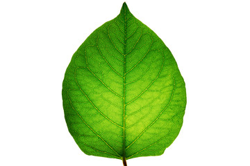 Obraz premium A sinewy green leaf isolated on a white background and backlit. Represents the concept of the origin and development of life in nature, showing the distribution of vitality through the veins from tree