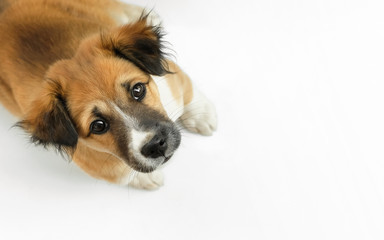 A dog looking up on white background, top view, copy space © Superheang168