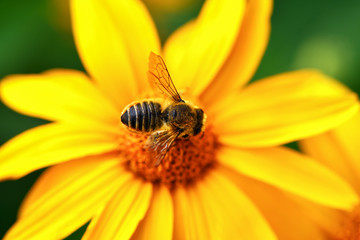 Bee.  Close-up top view of a large striped bee that sits on a yellow flower. Macro horizontal photography