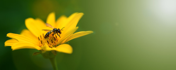 Banner. Bee. Close up of a  striped bee collecting pollen on a yellow flower. Macro