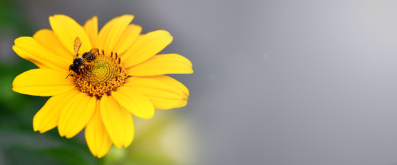 Banner. Bee. Close up of a large striped bee collecting pollen on a yellow flower on a green...