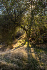 sun light bursting through dense brush forest