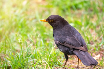 A blackbird male stands on a green lawn. The common blackbird, Turdus merula.