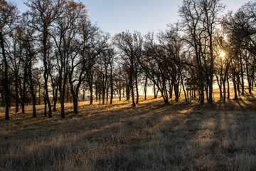 sun setting through oak tree grove