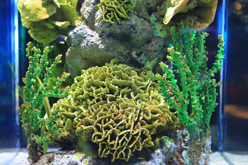 Underwater corals reef sea view in aquarium tank.