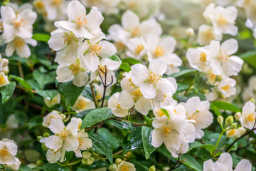 Bright white flowers with raindrops. Philadelphus coronarius, sweet mock-orange, English dogwood