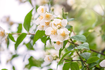 Bright white flowers with raindrops. Philadelphus coronarius, sweet mock-orange, English dogwood