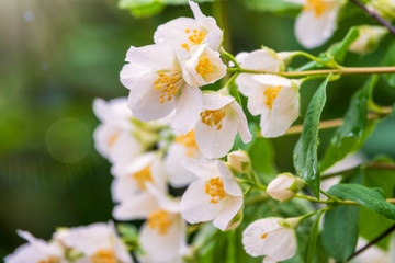 Bright white flowers with raindrops. Philadelphus coronarius, sweet mock-orange, English dogwood