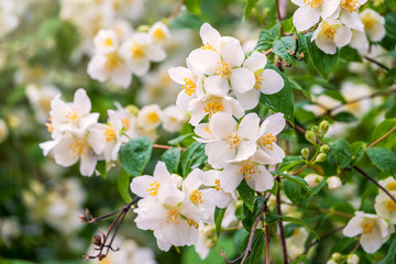 Bright white flowers with raindrops. Philadelphus coronarius, sweet mock-orange, English dogwood