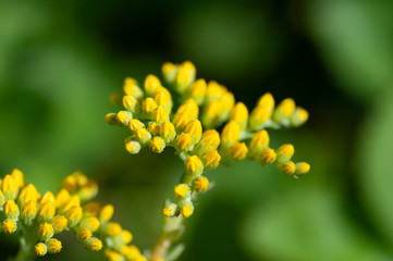 Sedum palmeri plant with bright golden-yellow small star-shaped flowers, close up. Palmers sedum ornemental succulent in Crassulaceae family bloom in spring