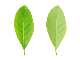 Obraz premium Fresh green leafs isolated on white background.