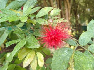 Calliandra tergemina flower