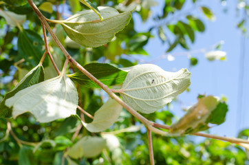 Abaxial Side Of Coolie Plum Leaves