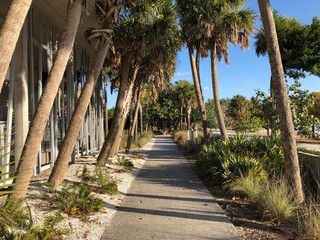 Obraz premium Palm alley in the park