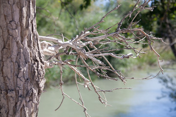 Landscapes of Mongolia, Hovd river tree