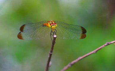 휴식중인 잠자리