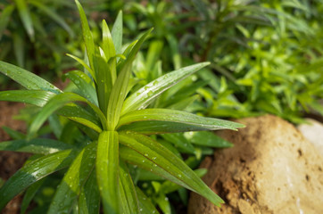 Obraz premium green plant