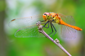 휴식중인 잠자리